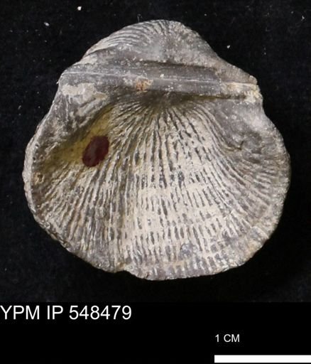 Stropheodonta subcymbiformis