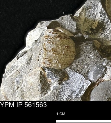 Limopsis striatopunctatus