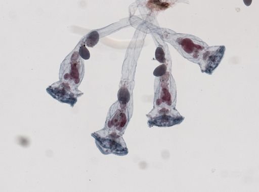 Sinantherina