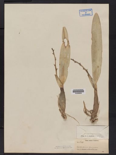 Epidendrum