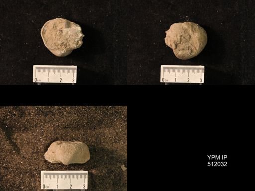 Pustula pustulosa