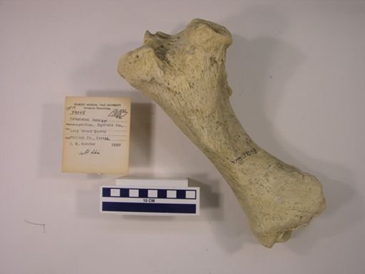Teleoceras fossiger