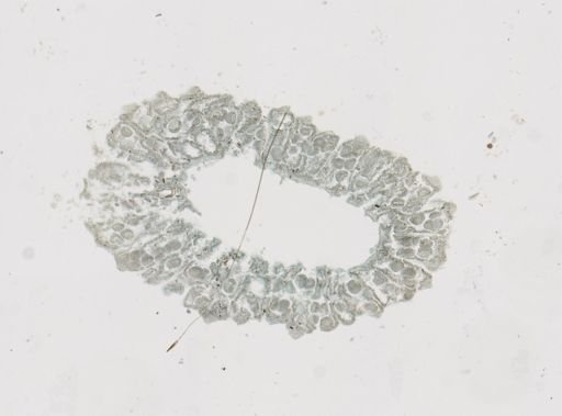 Sycon sp.
