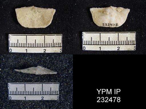 Chonetes granulifer