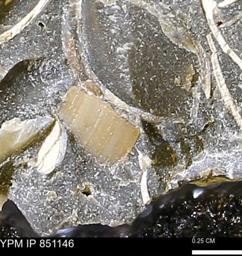 Limopsis striatopunctatus
