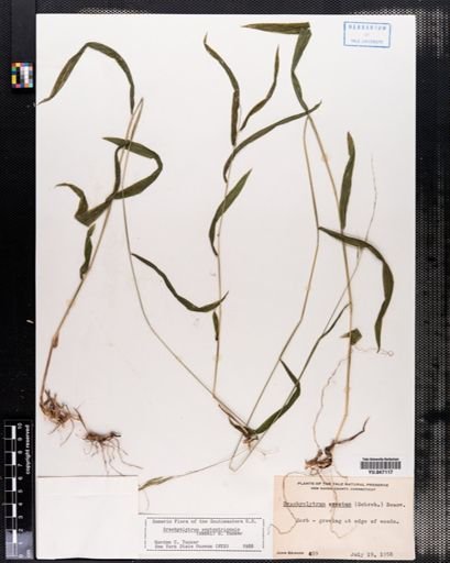 Brachyelytrum septentrionale