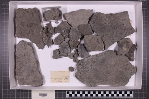 mixed taxa, stratigraphic collection