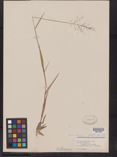 Panicum lanuginosum