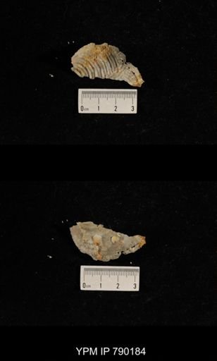 Leptodus sp.