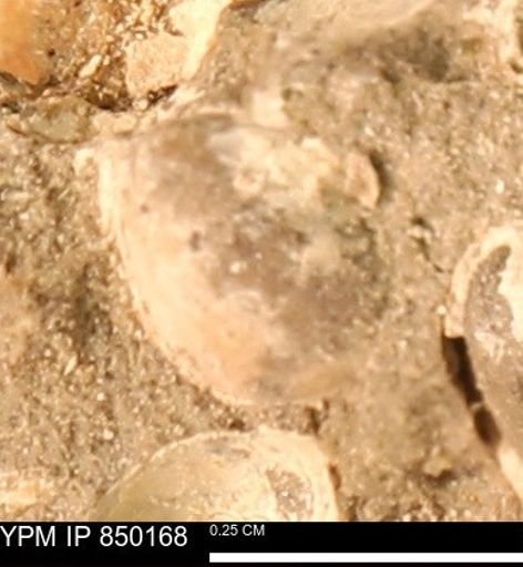 Ammonoidea