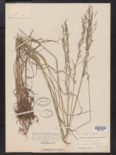 Poa palustris