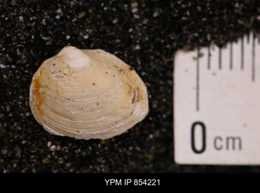 Limopsis striatopunctatus