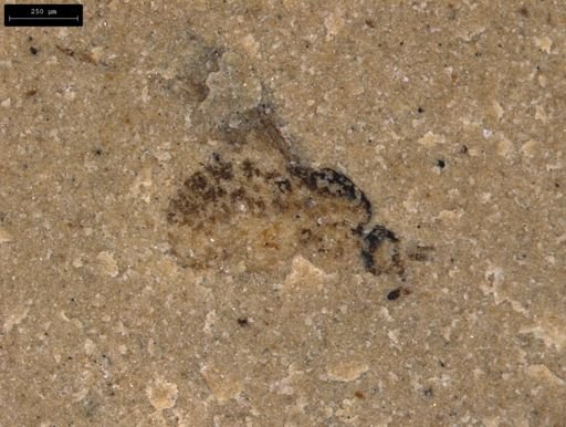 undet. Diptera