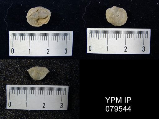 Isorthis arcuaria