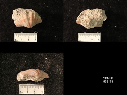 Spirifer cameratus