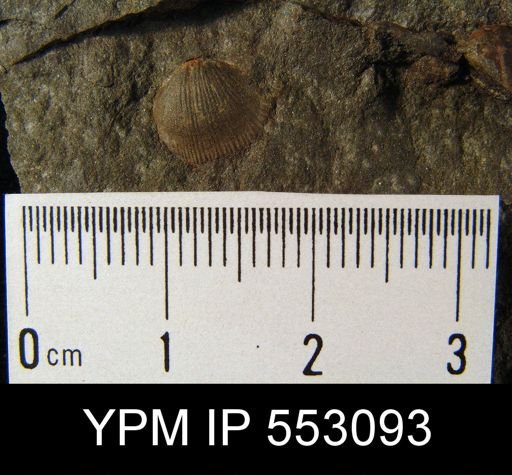 Devonochonetes sp.