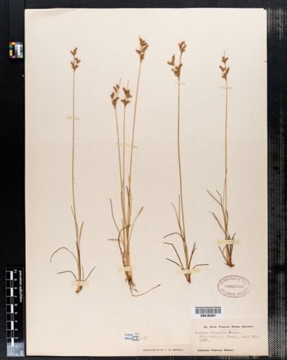 Juncus secundus