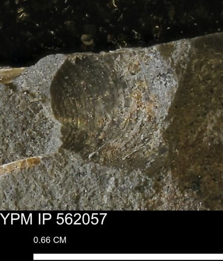 Limopsis sp.