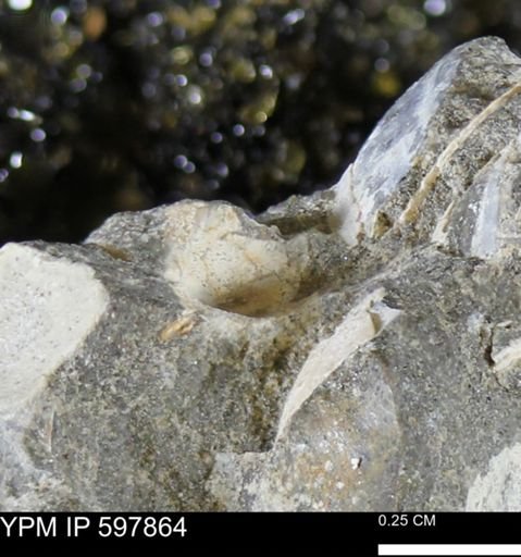 Limopsis striatopunctatus
