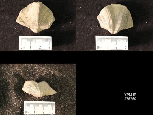 Spirifer cameratus