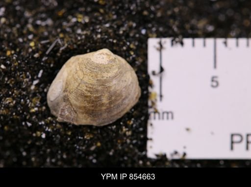 Limopsis striatopunctatus