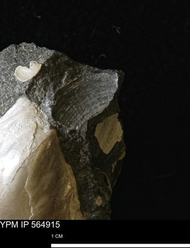 undet. Bivalvia