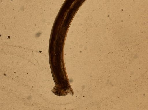 Ancylostoma caninum