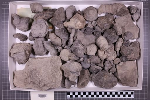 mixed taxa, stratigraphic collection