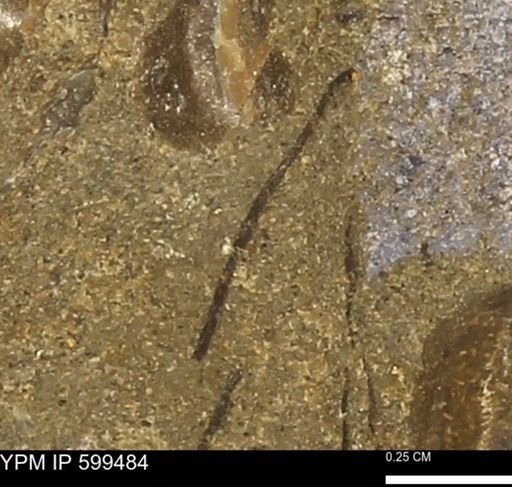 undet. Bivalvia