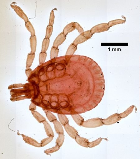 Amblyomma cajennense