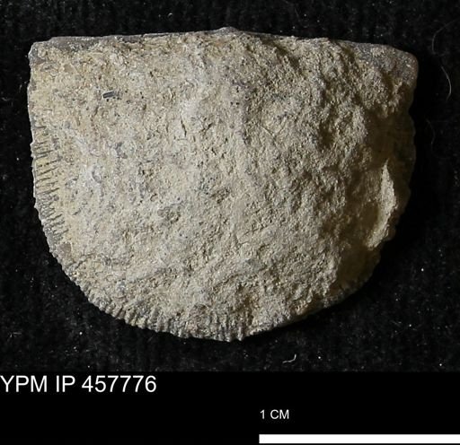 Strophodonta sp.