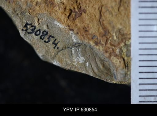 undet. Arthropoda