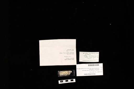 Storeria dekayi texana