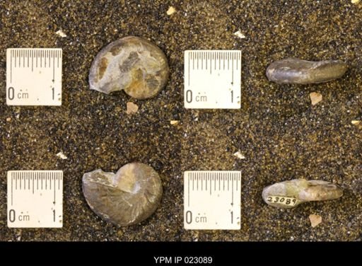 Discoscaphites rossi