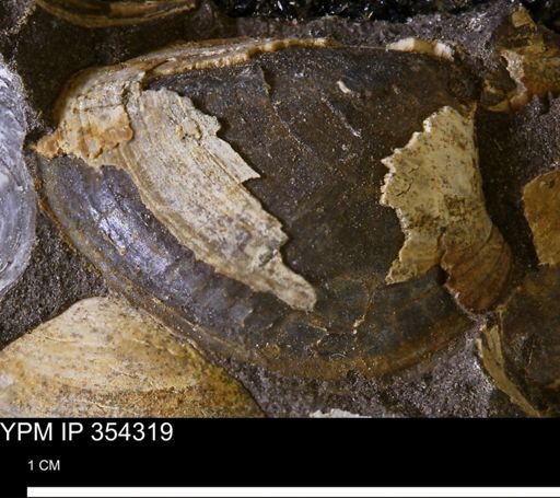 undet. Bivalvia