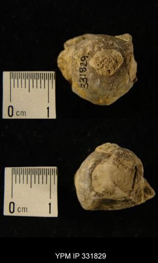 undet. Bellerophontoidea
