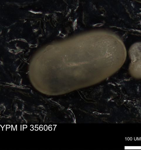 undet. Ostracoda