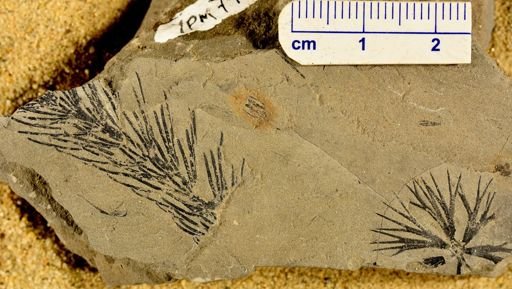 Sphenophyllum