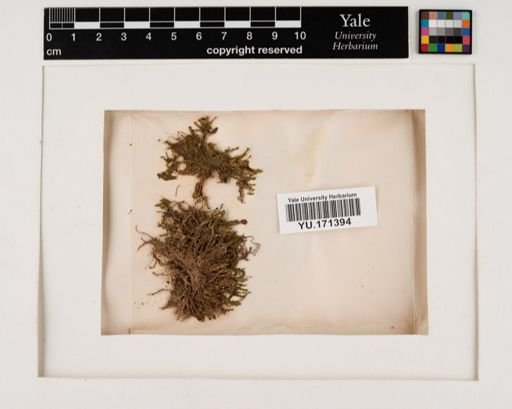 Plantae