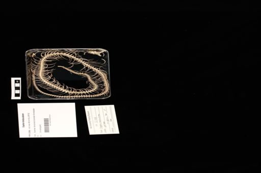 Erpeton tentaculatum