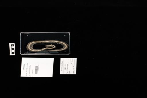 Candoia aspera