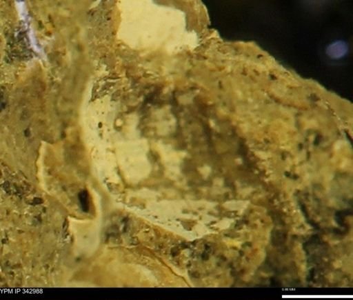 undet. Mollusca