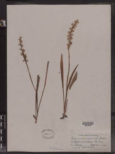 Spiranthes cernua