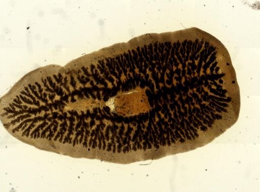 Procotyla fluviatilis