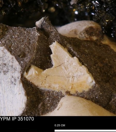 undet. Mollusca