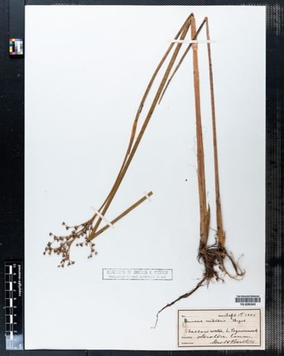 Juncus militaris