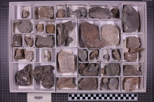 mixed taxa, stratigraphic collection