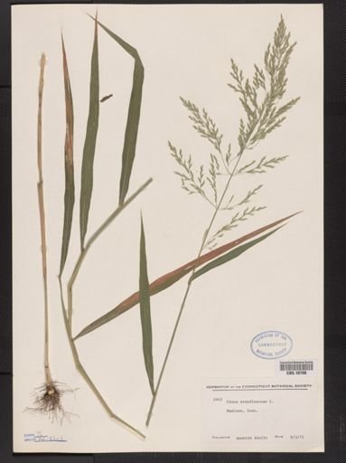 Cinna arundinacea