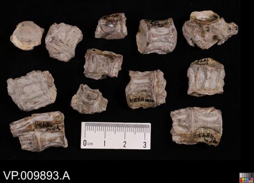 undet. Actinopterygii