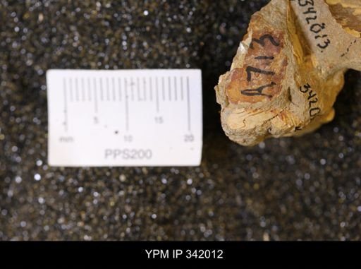 undet. Mollusca